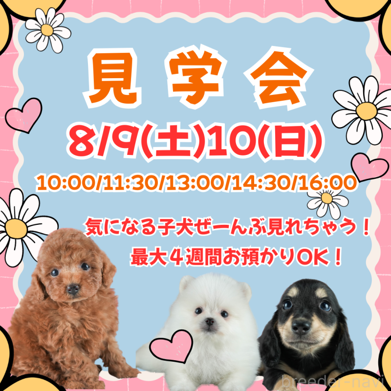 販売中の茨城県のミックス犬-400057の3枚目